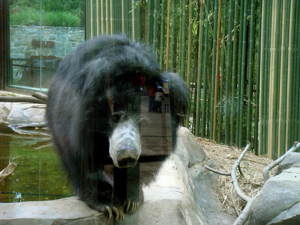 Mr. Sloth Bear looks curiously at me