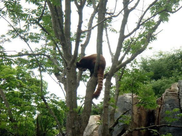 Red panda in his tree