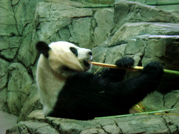 First panda eating