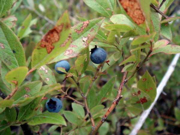 Blueberries... mmmm...