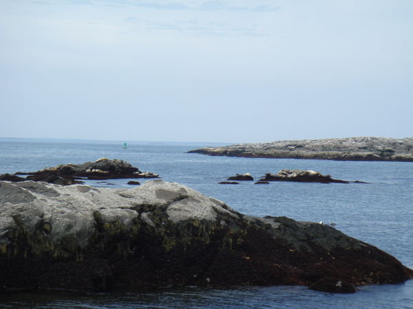 You can see the seals sunning themselves on the rock