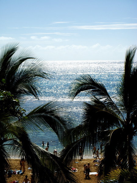 Palm trees and the ocean