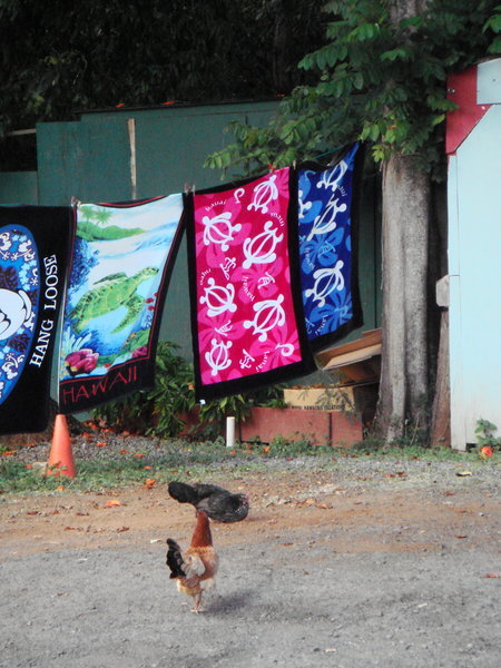 Roosters and towels in Hale'iwa