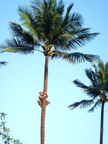 Samoan tree climber at the Polynesian Culture Center