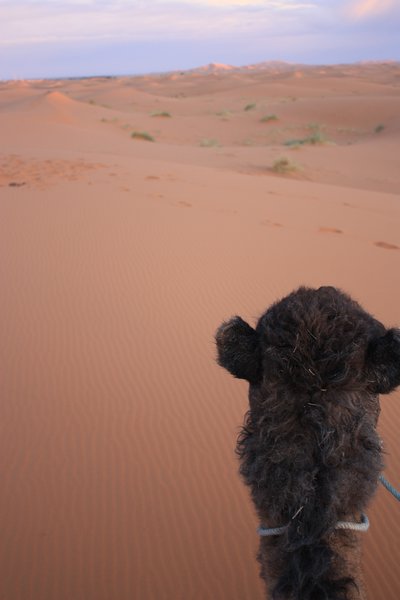 My camel, she ponders