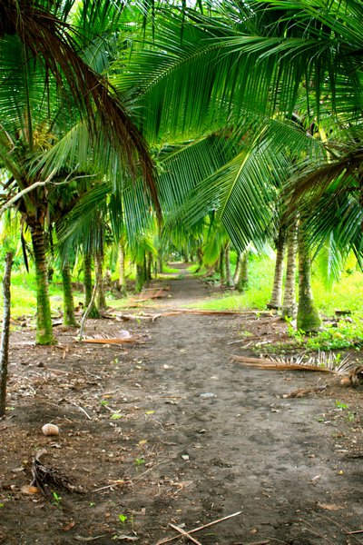 Palm-fringed lane