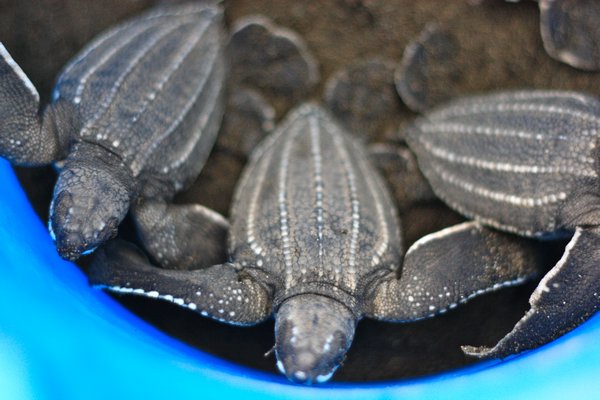 Baby leatherback turtles
