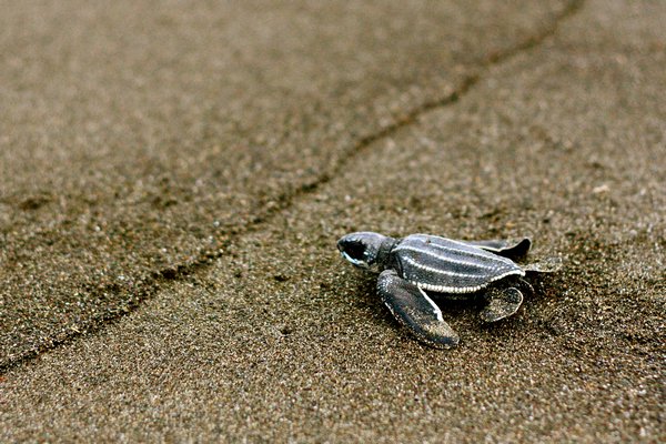 Baby turtle takes no breaks to get to the ocean