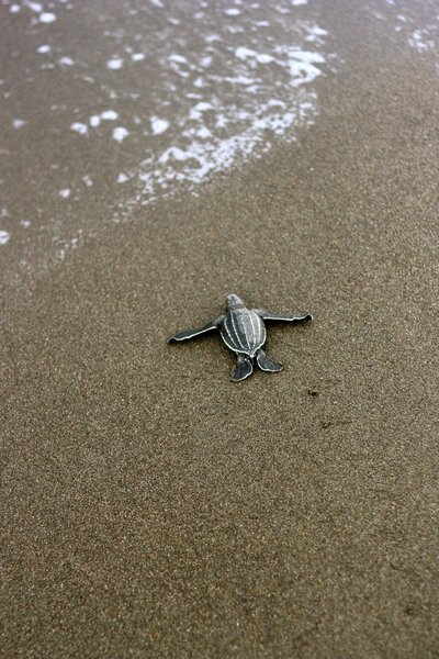 Baby leatherback and the surf