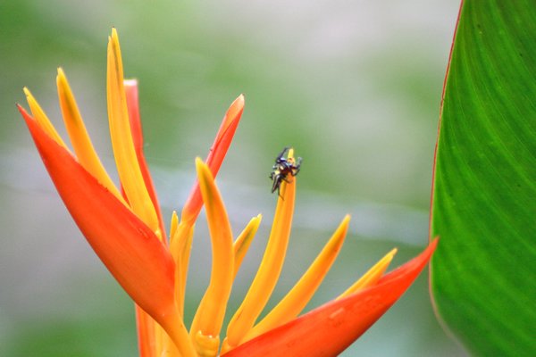 Flower and bug