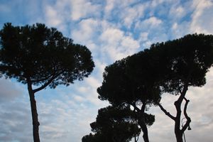Trees in Rome