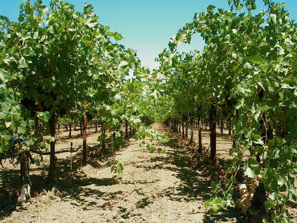 Grape vines at Niebaum Coppola