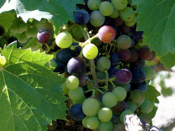 Grapes at Sterling Vineyards