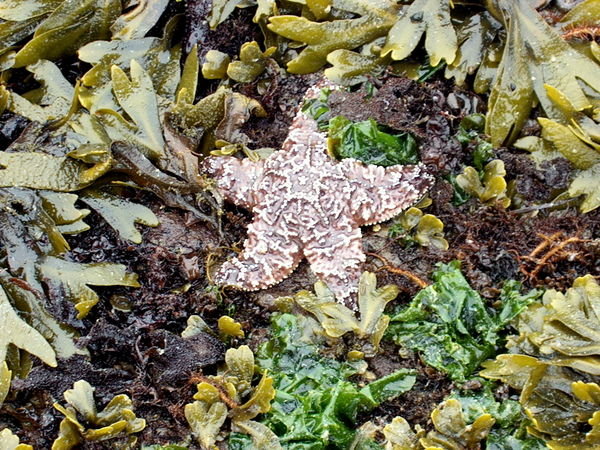 Star fish at the Glass Beach