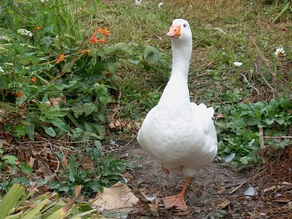 One legged goose in Mendocino