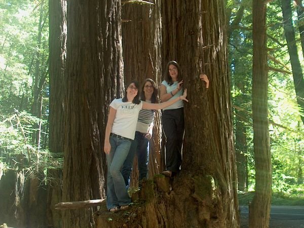 My sisters and me on a redwood