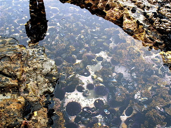 Crystal clear water along the Pacific