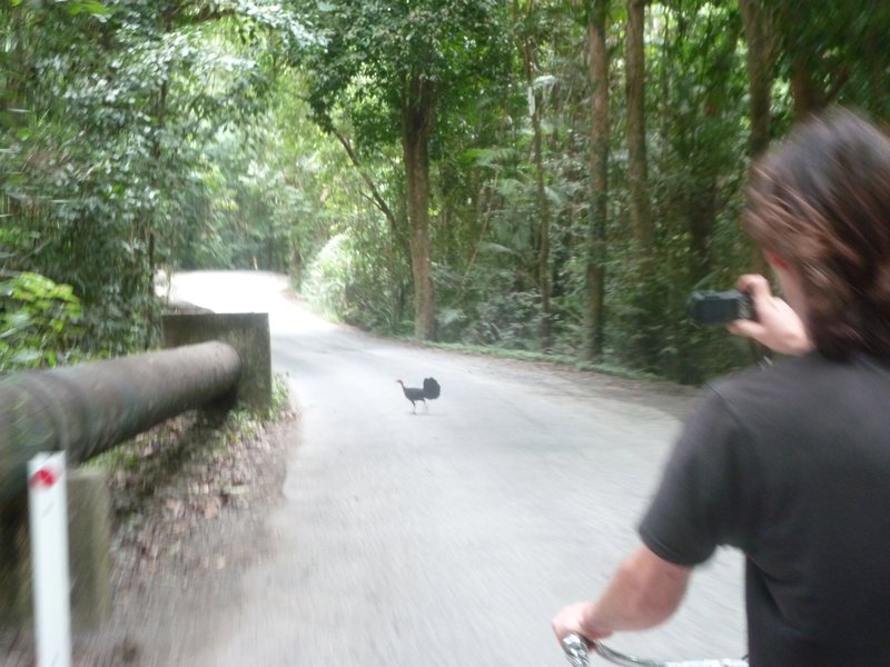 1st bike tour in the rainforest, first bush-turkey