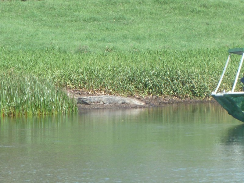 And 1st crocodile!!!wouhou