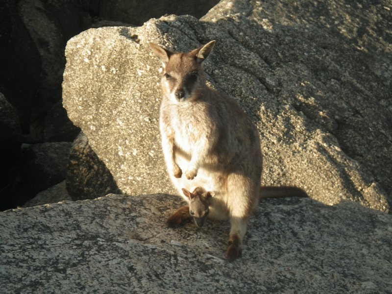 cute wallabies with a baby!