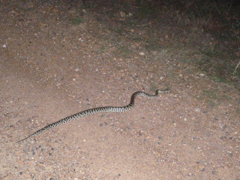 1st wild snake on the road