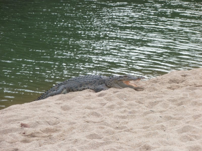 1st crocodile on the beach, but that was a small one:)