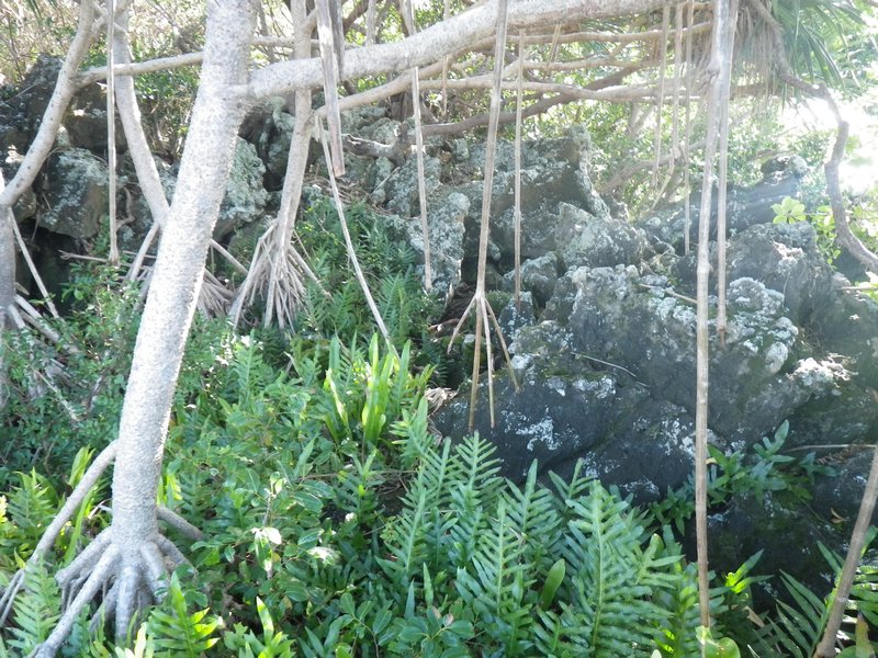 La végétation sur l'îlot