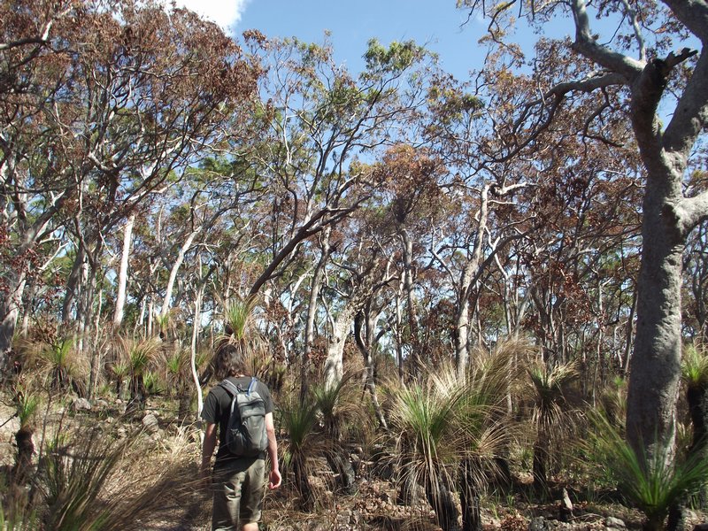 hiking in a dry forest of eucalyptus