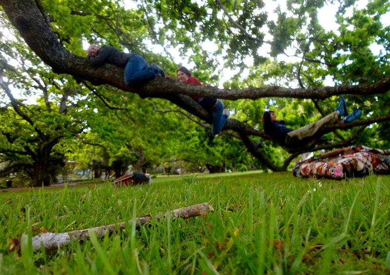 chilling out in a tree with 2 other couchsurfers