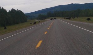 bison on highway!