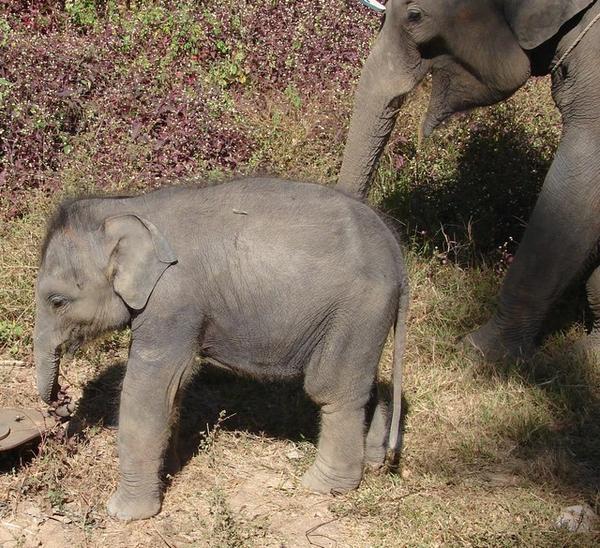 Baby  elephant having a nibble