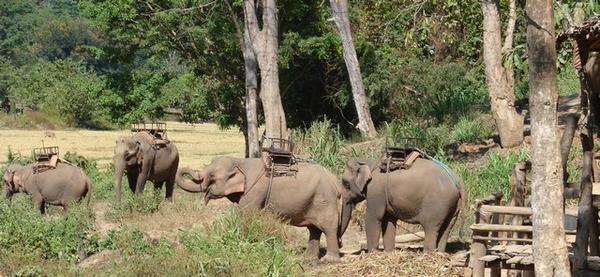 Elephants waiting for next tourists to arrive for ride