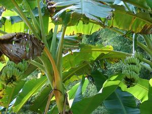 Banana tree along the jungle trek