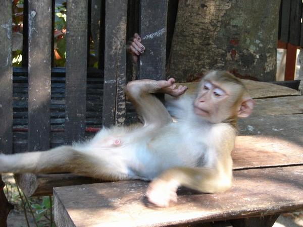 1 year old monkey