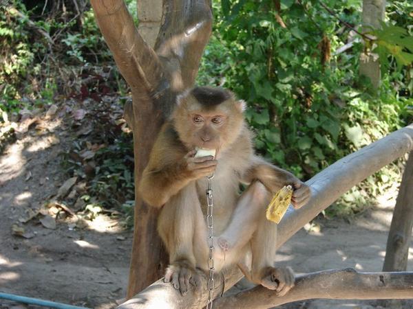 Monkey eating banana we had given