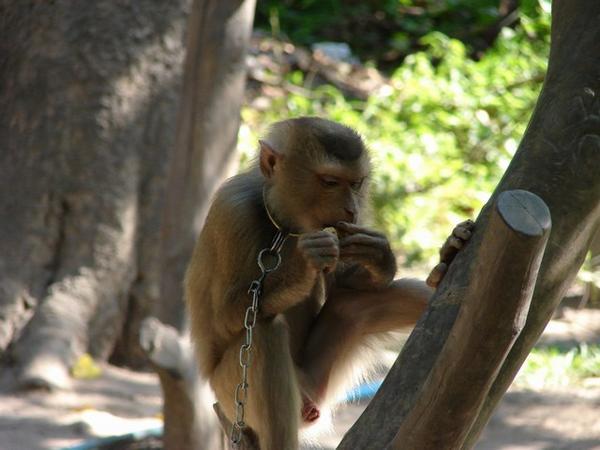 Monkey @ Monkey Training Center