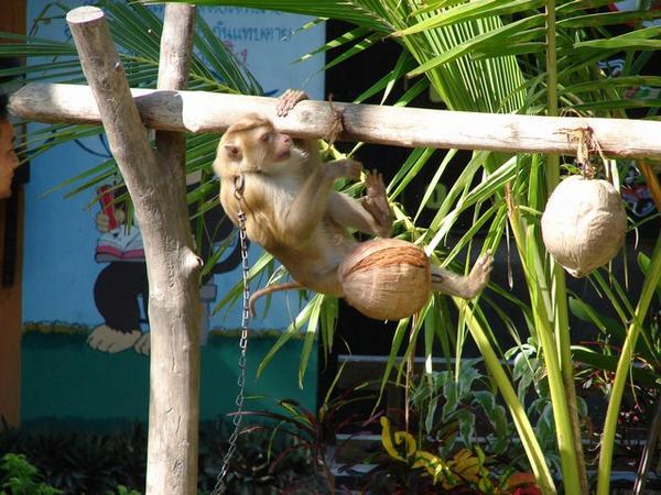 Monkey showing his training to pick coconuts