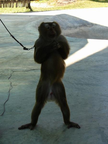 Monkey doing wai