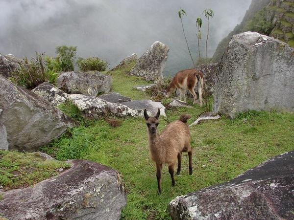 Baby alpaca at Machu Picchu