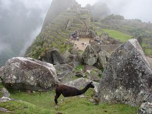 Alpaca at Machu Picchu
