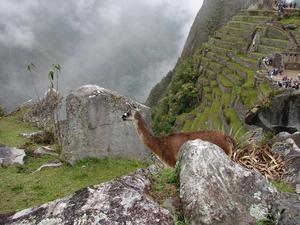Alpaca at Machu Picchu