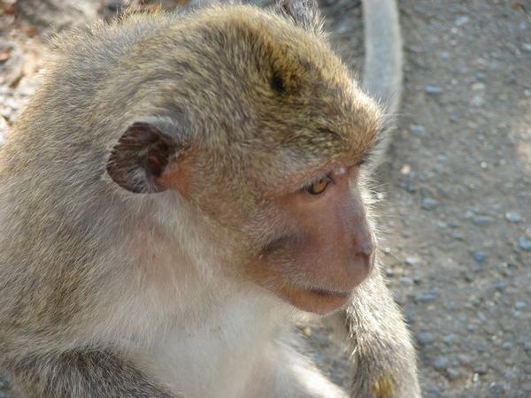Monkey at Uluwatu Temple