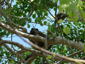 Monkeys at Uluwatu Temple