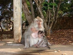Monkeys at Uluwatu Temple
