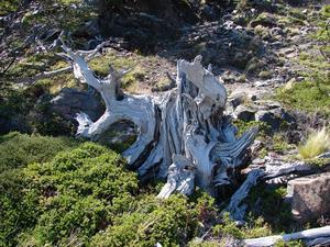 Interesting wood along Glacier Grey hike