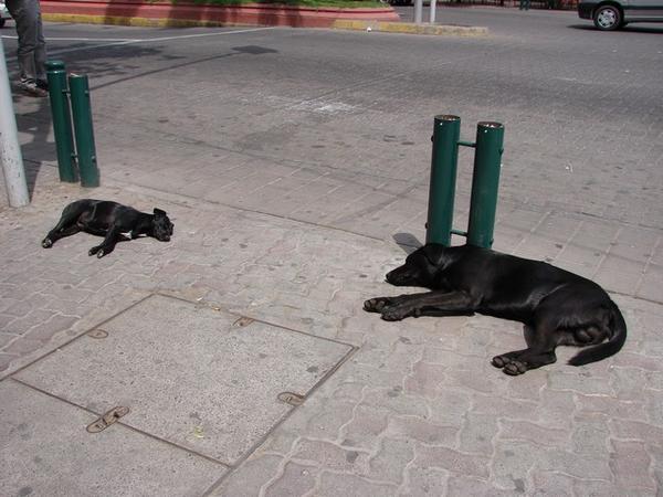 Common sight of dogs sleeping