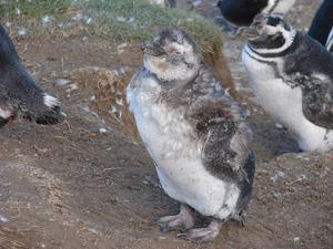 Isla Magdalena penguin chick