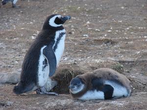 Isla Magdalena penguin and chick
