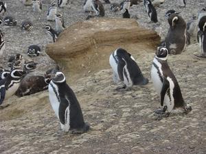 Isla Magdalena penguin