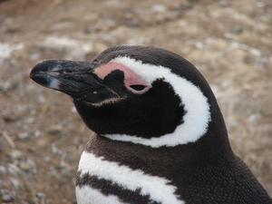 Isla Magdalena penguin